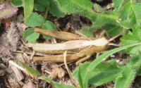 Field-Grasshopper